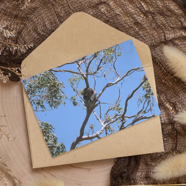 Cartão Postal Koala Nap (Criador carregado)