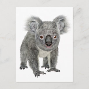 Cartão Postal Koala Olhando Para Frente