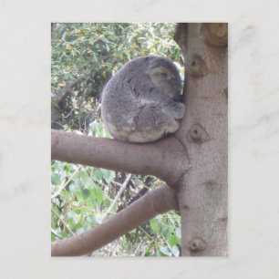 Cartão Postal Koala peluches