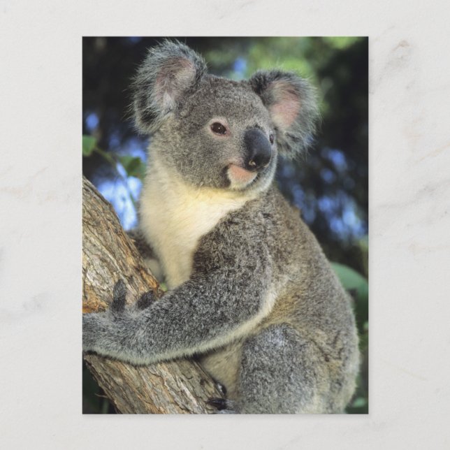 Cartão Postal Koala, Phascolarctos cinereus), Austrália, (Frente)