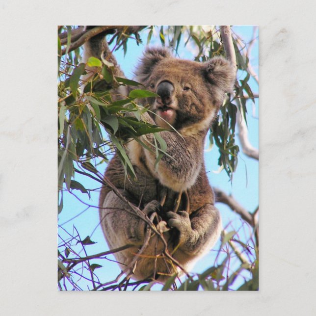 Cartão Postal Koala Postcard Australia (Frente)