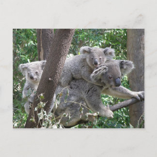 Cartão postal Koala QLD Austrália