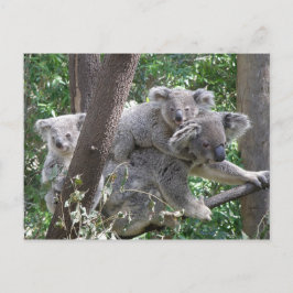 Cartão postal Koala QLD Austrália