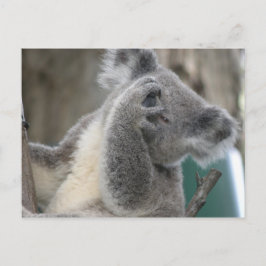 Cartão postal Koala QLD Austrália