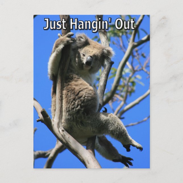 Cartão Postal Koala Saindo na Austrália (Frente)