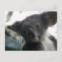 Cartão postal Koalas QLD Austrália