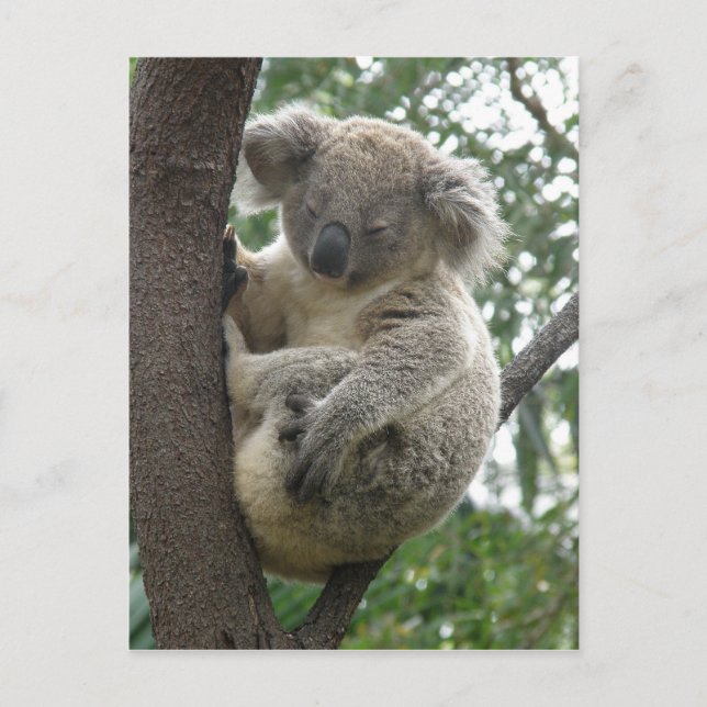 Cartão postal Koalas QLD Austrália (Frente)