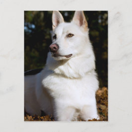 Cartão Postal Kodah, O Pastor Branco Wolfdog