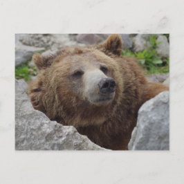 Cartão Postal Kodiak Bear