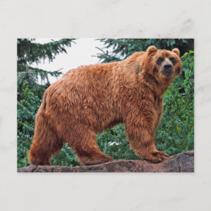 Cartão Postal Kodiak Bear