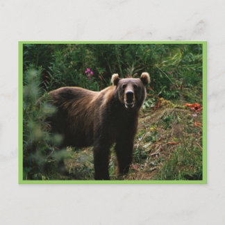 Cartão Postal Kodiak Brown Bear