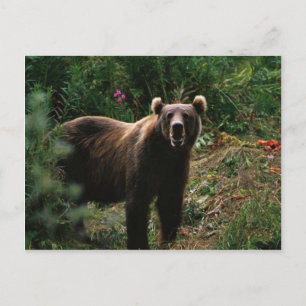 Cartão Postal Kodiak Brown Bear