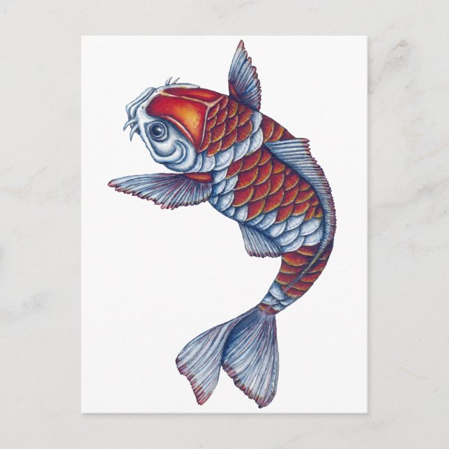 Cartão Postal Kohaku Koi Fish (Frente)