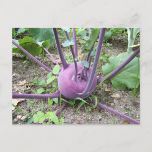 Cartão Postal Kohlrabi ~ postcard