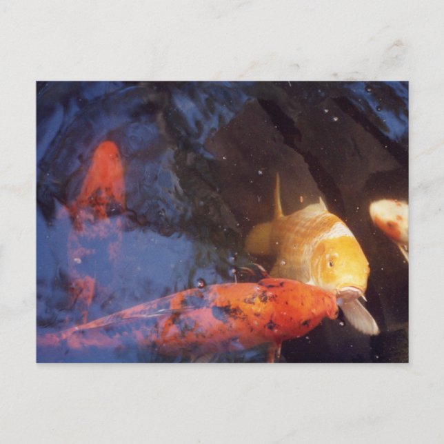 Cartão Postal Koi (Frente)
