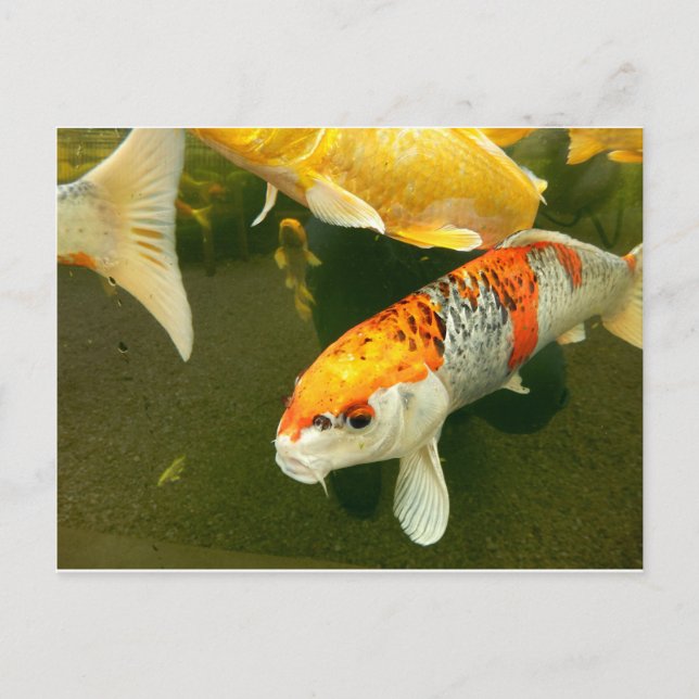 Cartão postal Koi Carp (Frente)