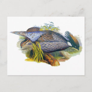 Cartão Postal Koklass Pheasant