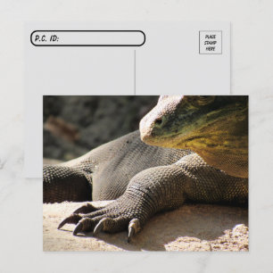 Cartão postal - Komodo Dragon