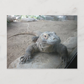 Cartão Postal Komodo Dragon