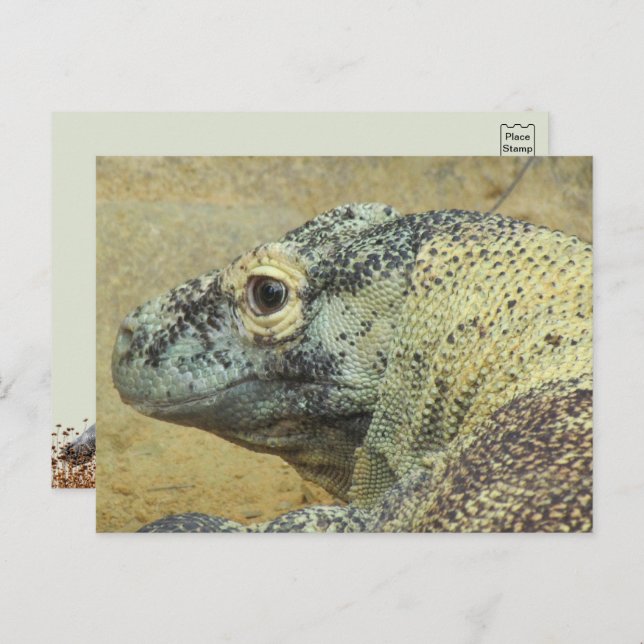 Cartão Postal Komodo Dragon (Frente/Verso)