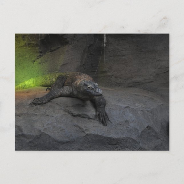 Cartão Postal Komodo Dragon (Frente)