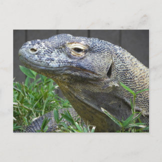 Cartão Postal Komodo Dragon Fechar