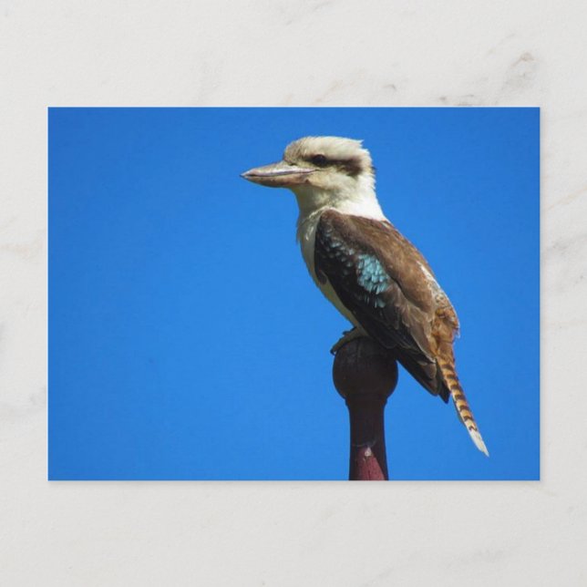 Cartão Postal kookaburra (Frente)