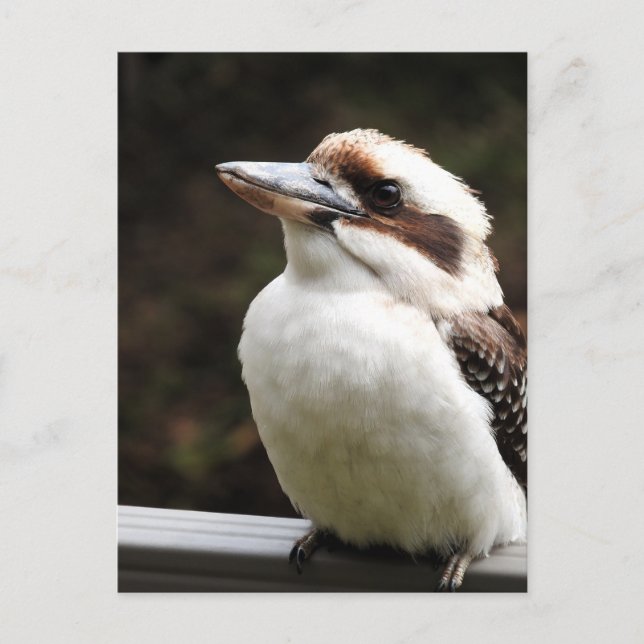 Cartão Postal Kookaburra (Frente)