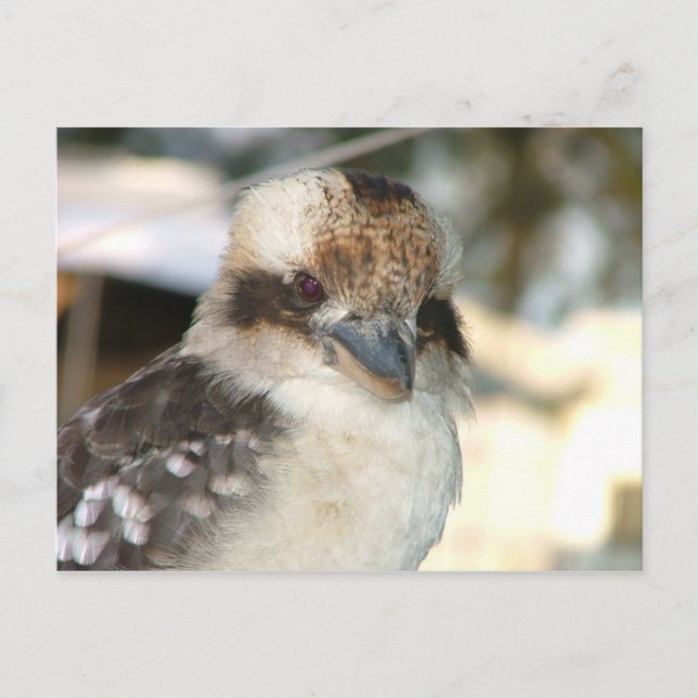 Cartão postal Kookaburra (Frente)