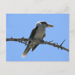 Cartão Postal Kookaburra