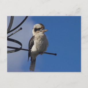 Cartão Postal Kookaburra