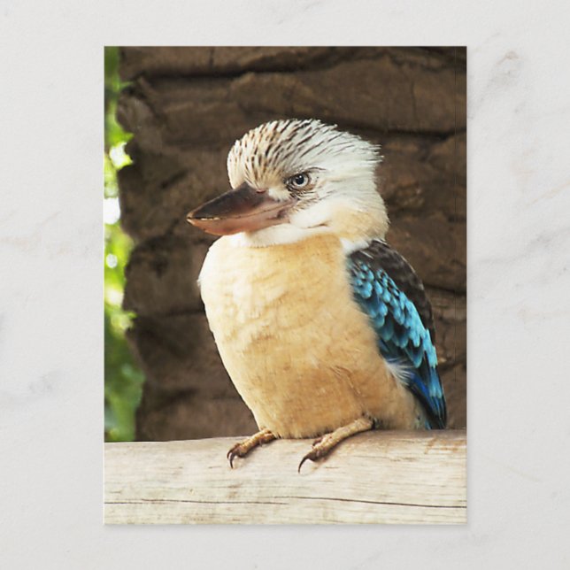 Cartão Postal Kookaburra (Frente)