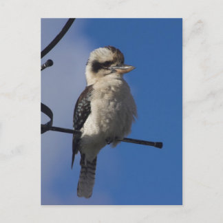 Cartão Postal Kookaburra