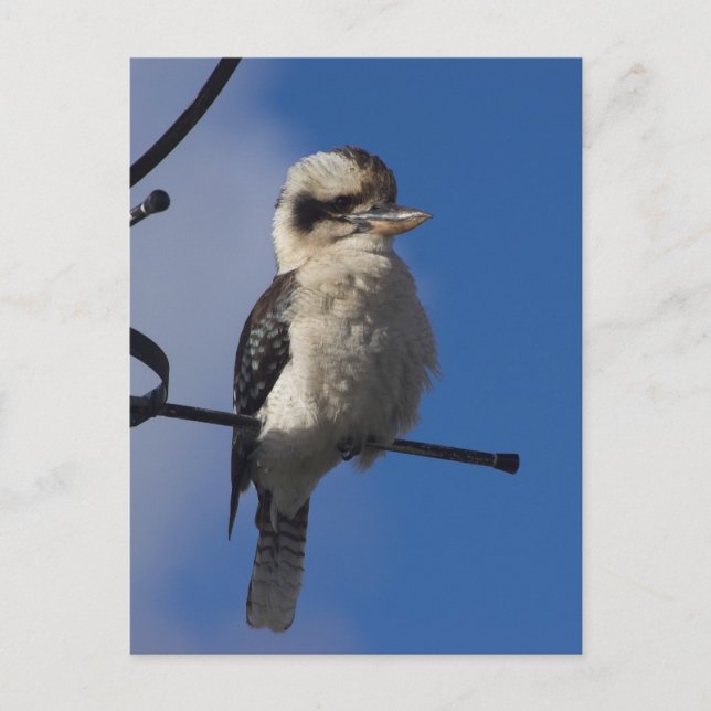 Cartão Postal Kookaburra (Frente)