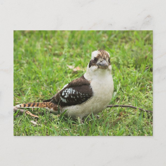 Cartão Postal Kookabuura (Frente)