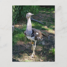 Cartão Postal Kori Bustard Bird