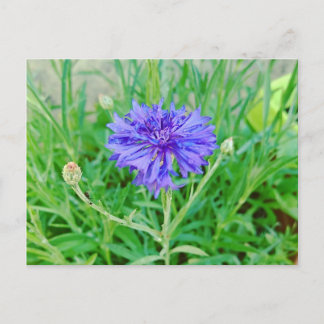 Cartão Postal Kornblume