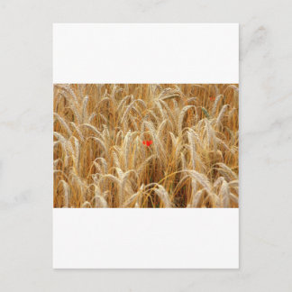 Cartão Postal Kornblume