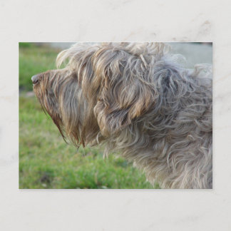 Cartão Postal Korthals Griffon - Galinha cheirosa