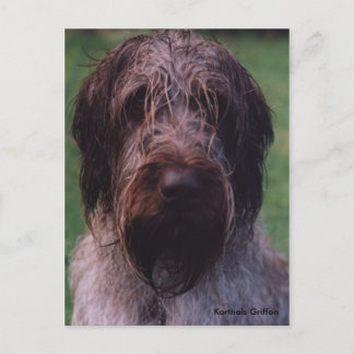 Cartão Postal Korthals Griffon - Retrato Tsjip