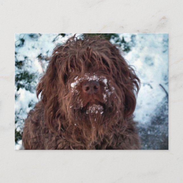 Cartão Postal Korthals Griffon - Snowy Sarah (Frente)
