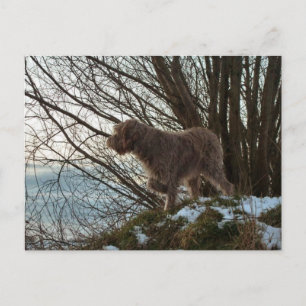 Cartão Postal - Korthals Griffon - Tsjip apontando