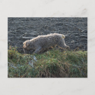 Cartão Postal Korthals Griffon - Tsjip percorrendo a terra