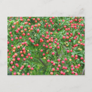 Cartão Postal Kousa Dogwood Berries