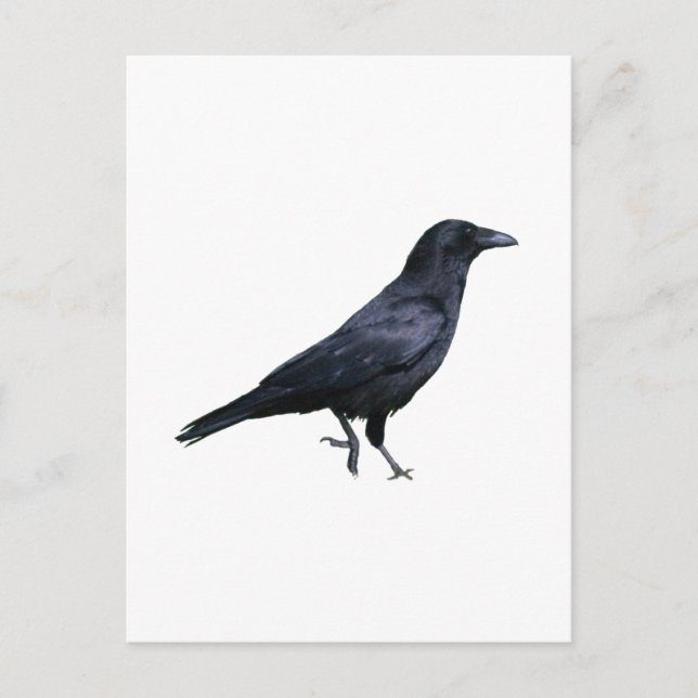 Cartão Postal Krähe Crow (Frente)