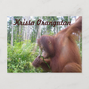 Cartão Postal Krista Orangutan na Floresta Tropical de Borneo