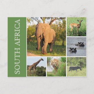 Cartão Postal kruger áfrica do sul