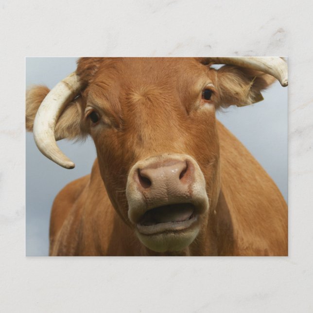 Cartão Postal kuh imbecil (Frente)