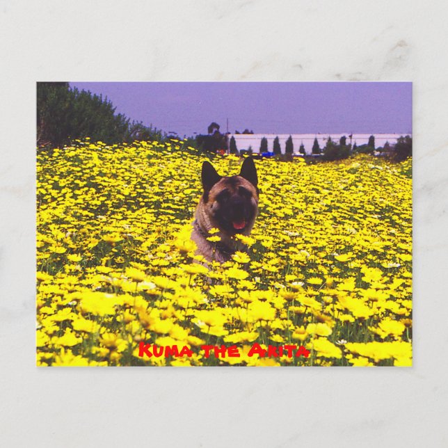 Cartão Postal Kuma, o Akita (Frente)