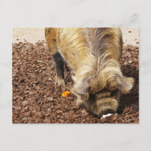 Cartão Postal Kunekune Pig